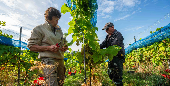VIN DU PAYS DE HERVE