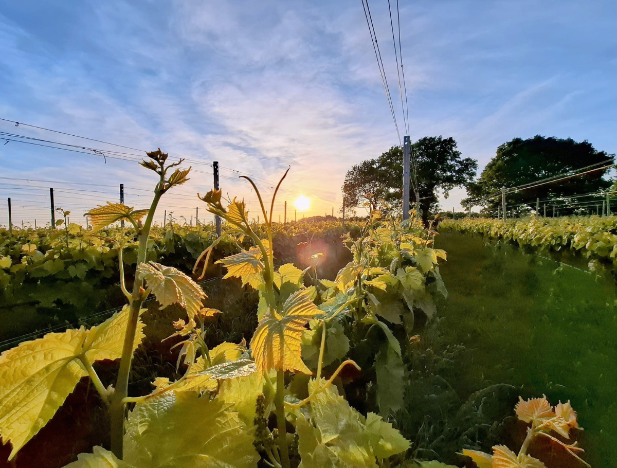 VIN DU PAYS DE HERVE