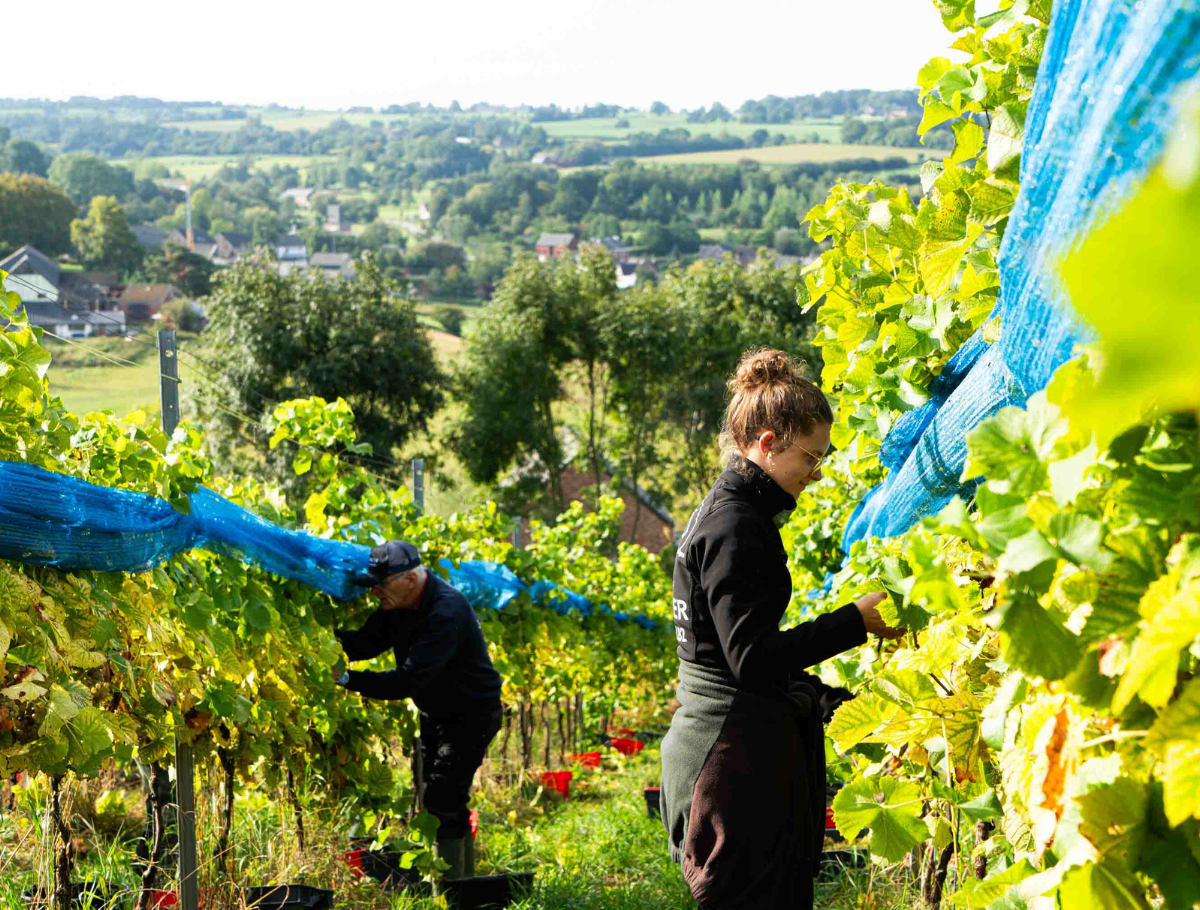 VIN DU PAYS DE HERVE